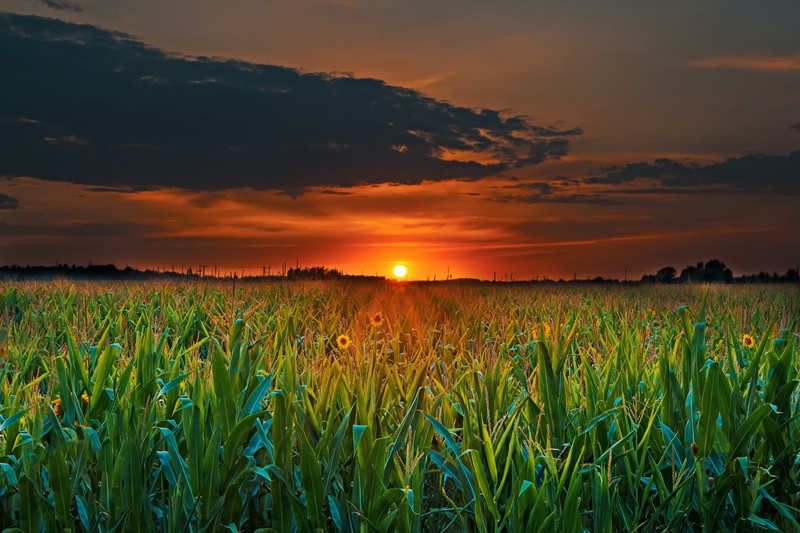 Agri-uur: Jongste Safex-nuus | News Article