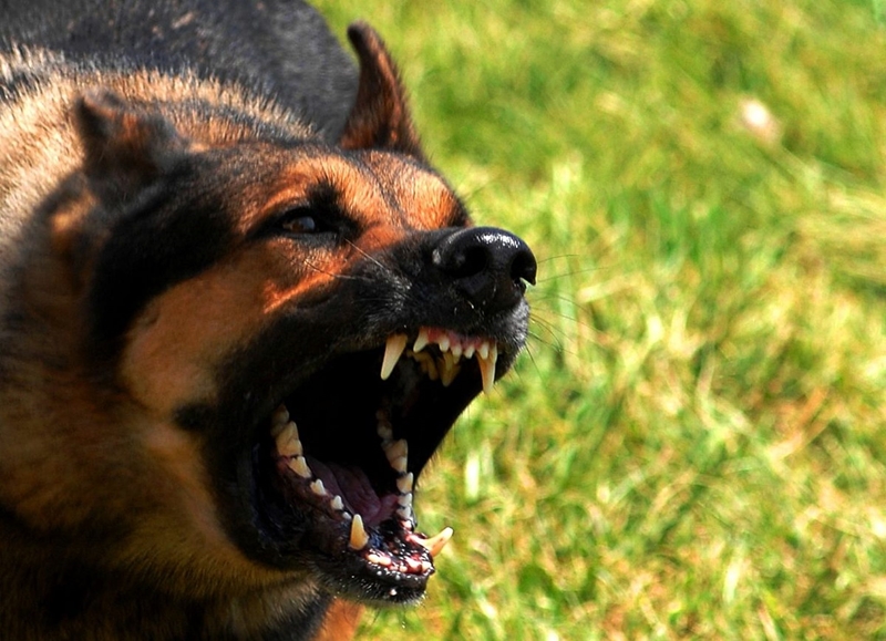 Woman (37) mauled to death by dogs in Port Alfred | News Article