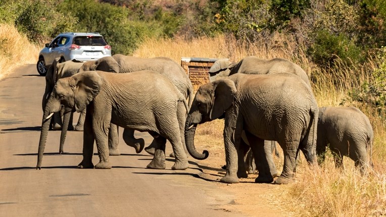 Toeris in Noordwes deur olifant doodgetrap  | News Article