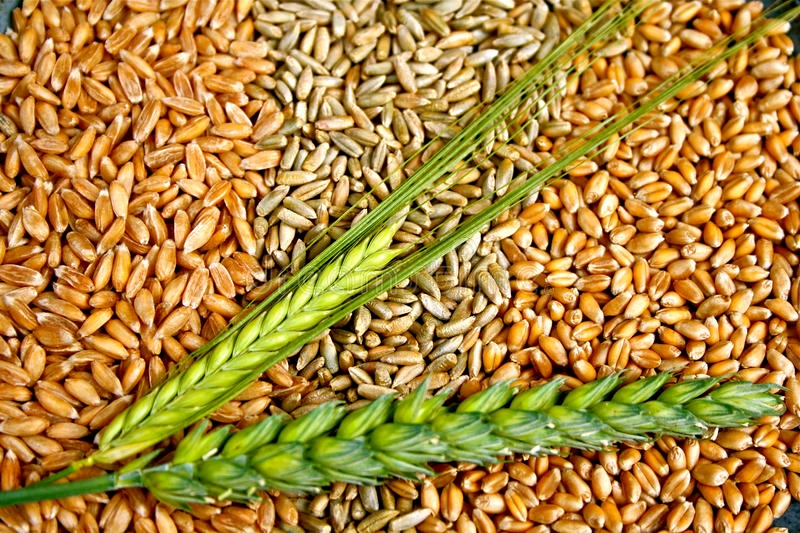 Agri-Uur: Jongste Safex-nuus | News Article