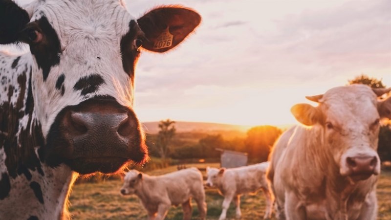Landbounuus-podcast: Veevoer nodig na brande Landbounuus-podcast: Veevoer nodig na brande | News Article