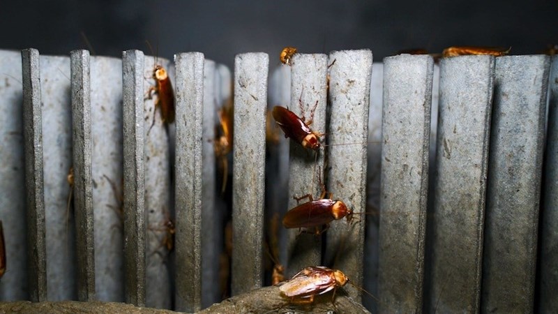 Weird Wide Web – Kakkerlakplase floreer in China Weird Wide Web – Kakkerlakplase floreer in China | News Article