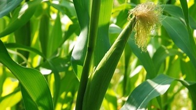 #Agbiz: 2021/22 maize and soybeans harvest revised up #Agbiz: 2021/22 maize and soybeans harvest revised up | News Article