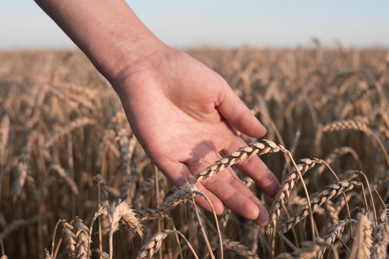 Agri-uur: Jongste Safex-nuus | News Article