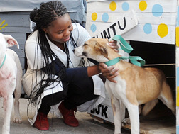Feel Good Friday – Dierekliniek in Khayelitsha benodig geld vir hawelose diere | News Article