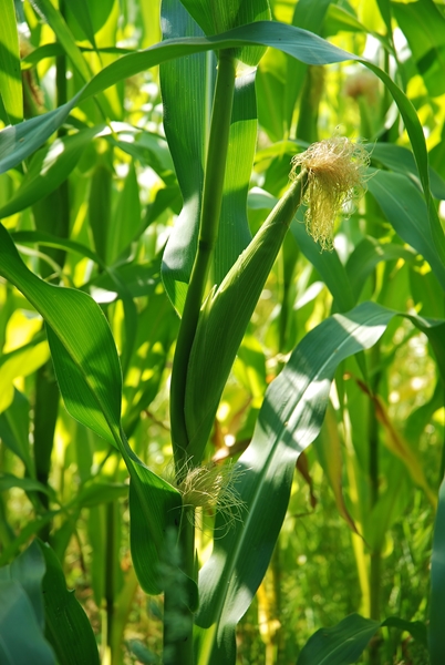 Agri-Uur: Jongste Safex-nuus | News Article