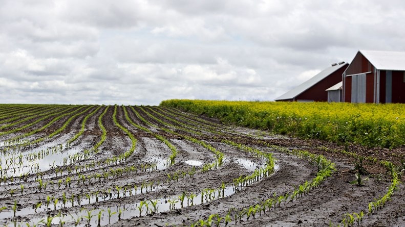 Agri-podcast: Disruptive rain warning issued for parts of Northern Cape | News Article