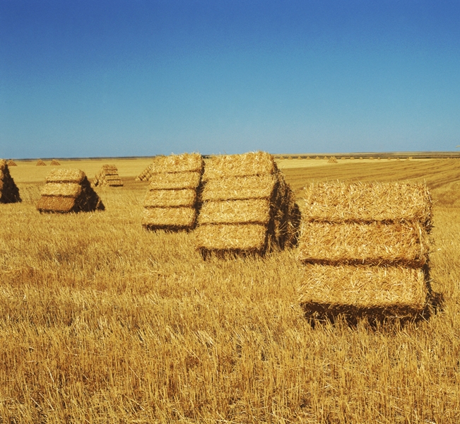 Agri-Uur: Jongste Safex-nuus | News Article