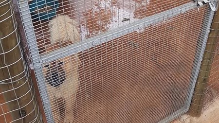 Oorstroomde diereskuiling in Noordwes kort dringend hulp Oorstroomde diereskuiling in Noordwes kort dringend hulp | News Article