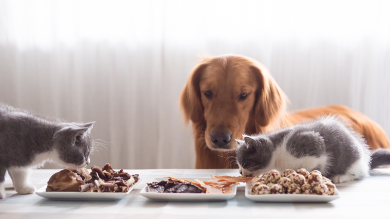 National pet diabetes month celebrated this November | News Article