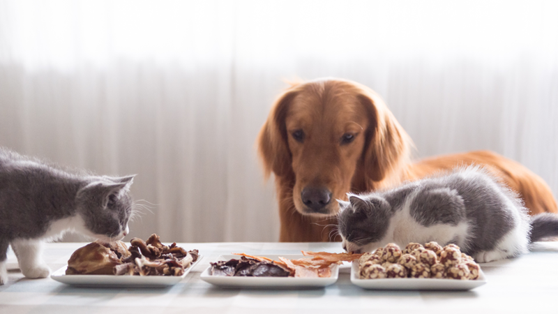National pet diabetes month celebrated this November National pet diabetes month celebrated this November | News Article