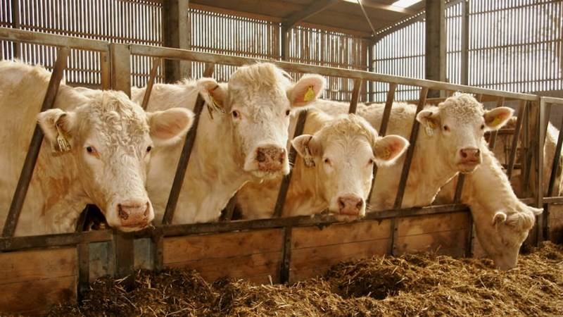 Agri podcast: Shortage of livestock vaccines | News Article
