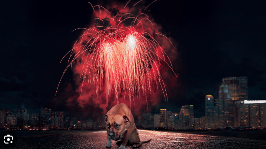 Don’t use fireworks this Christmas for animals’ sake Don’t use fireworks this Christmas for animals’ sake | News Article