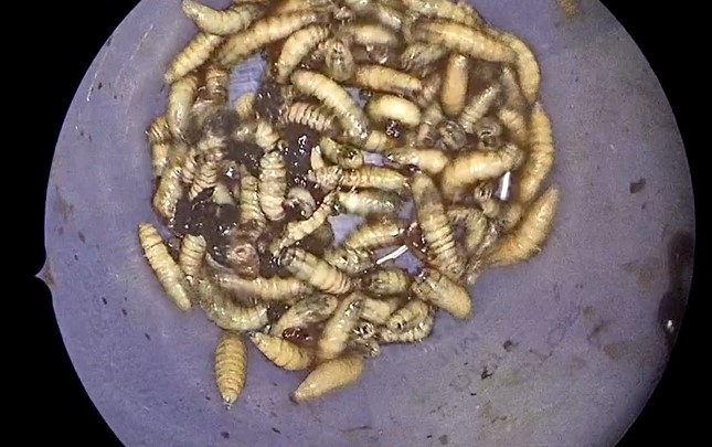 Weird Wide Web – Larwes maak Amerikaner se lewe hel  | News Article