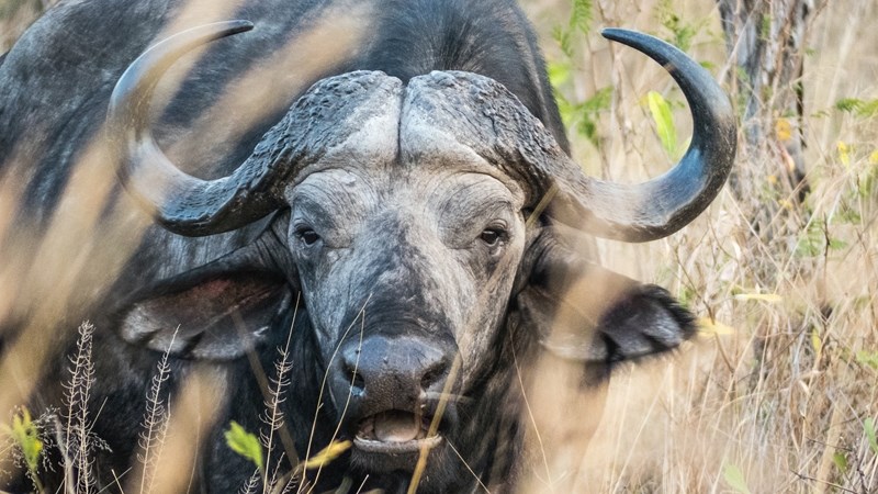 Landbounuus: Phala Phala weer in die kollig Landbounuus: Phala Phala weer in die kollig | News Article