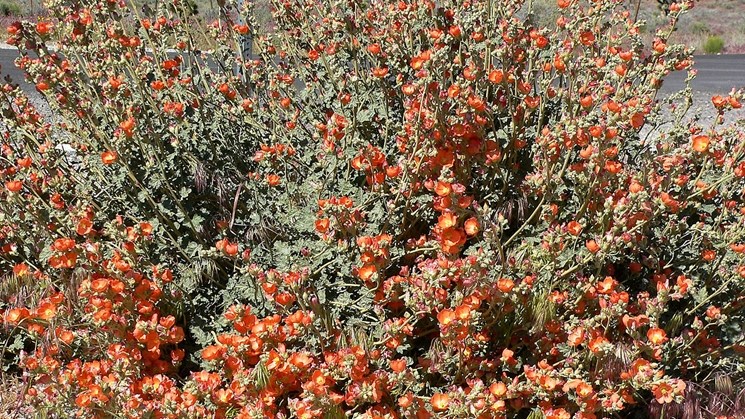 Salmmalva: Bedreiging vir Suid-Afrika se inheemse plantegroei Salmmalva: Bedreiging vir Suid-Afrika se inheemse plantegroei | News Article
