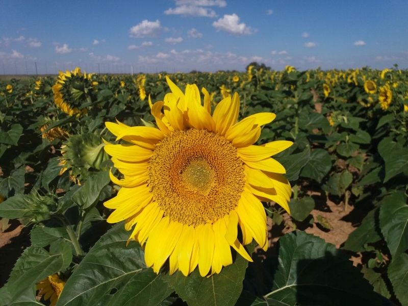 #Agbiz: SA’s summer crop production forecasts were left roughly unchanged | News Article