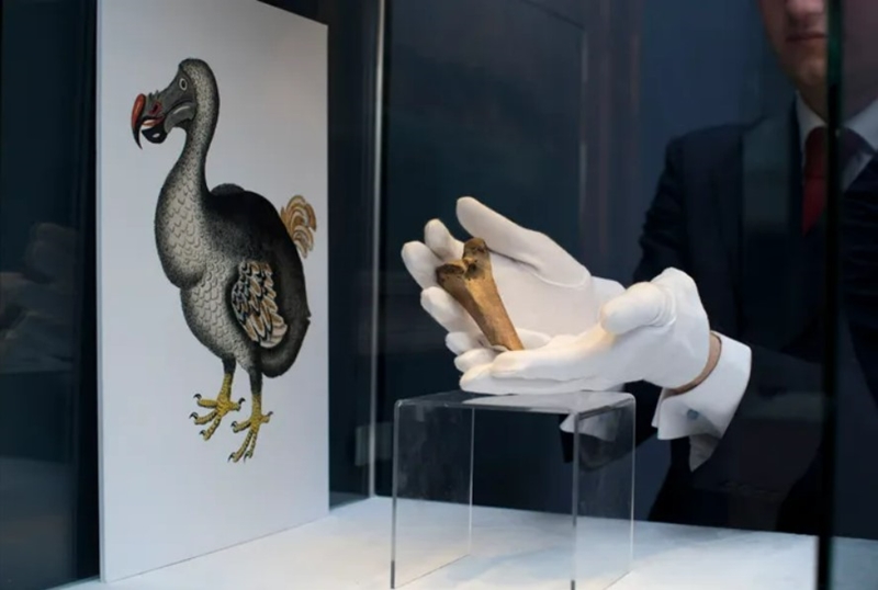 Weird Wide Web: Plan om dodo te laat herleef lok geld én vrae | News Article