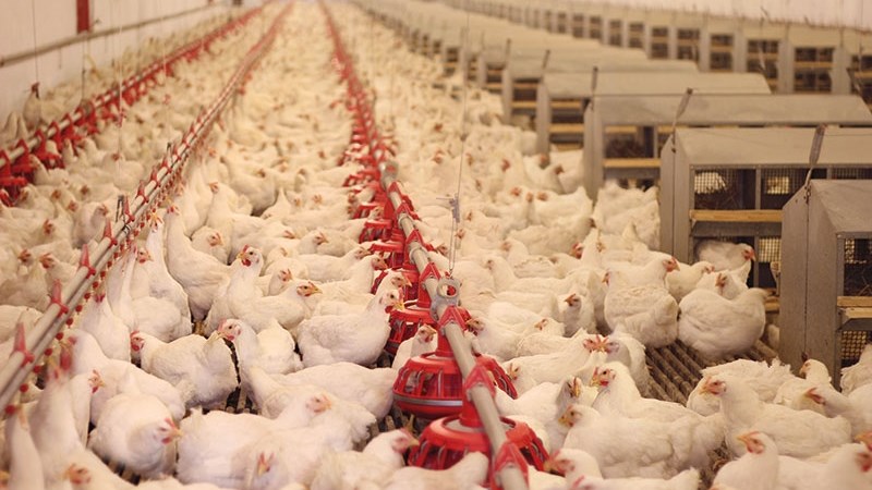 Small broiler farmers to benefit from NW poultry abattoir Small broiler farmers to benefit from NW poultry abattoir | News Article