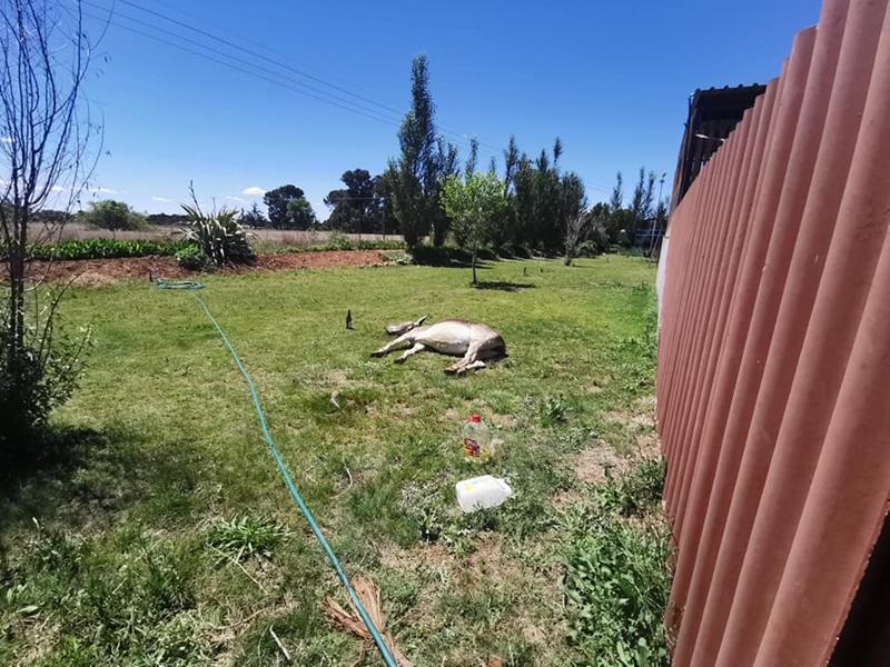 Ten Bfn donkeys die after suspected poisoning | News Article