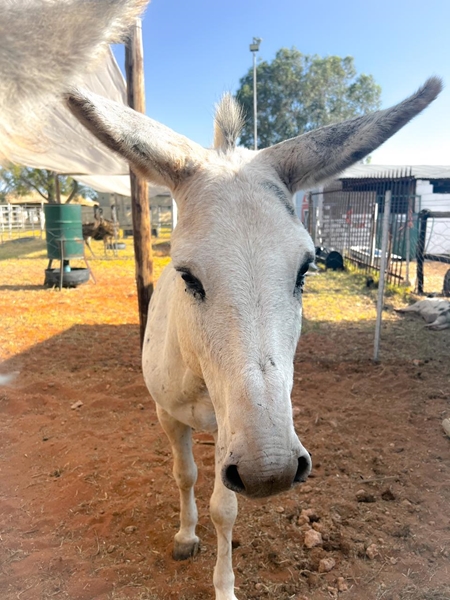 Neem 'n selfie met Polony die Donkey by Upington-skou | News Article