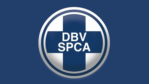 SPCA urges pet owners to be extra vigilant on New Year's Eve | News Article