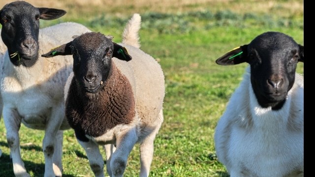 Vleispryse: Rekordhoogtes moontlik teen Junie Vleispryse: Rekordhoogtes moontlik teen Junie | News Article