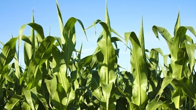 Agri-Uur: Jongste Safex-nuus Agri-Uur: Jongste Safex-nuus | News Article