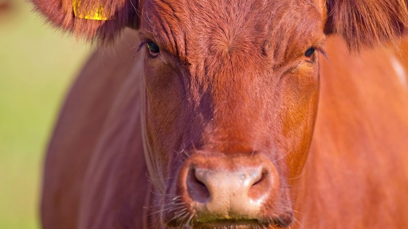 Jongste oor bek-en-klouseer in Oos-Kaap, KwaZulu-Natal Jongste oor bek-en-klouseer in Oos-Kaap, KwaZulu-Natal | News Article