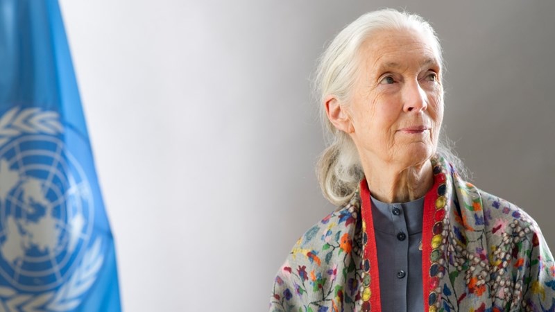 Hulde vir bewaringsikoon Jane Goodall ná sy op 91 sterf | News Article