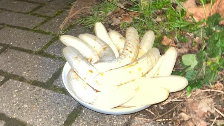 Weird Wide Web – Die raaisel van die Beeston-piesangbord Weird Wide Web – Die raaisel van die Beeston-piesangbord | News Article