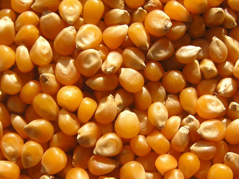 Agri-uur: Jongste Safex-nuus | News Article