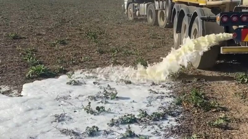 Suiwelboere in trane weens roumelk wat hulle moes uitgooi gedurende KZN-onrus Suiwelboere in trane weens roumelk wat hulle moes uitgooi gedurende KZN-onrus | News Article