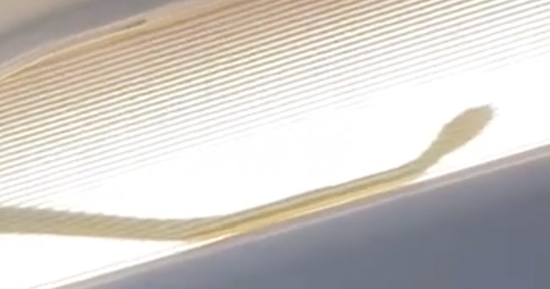 Malaysian flight diverted due to snake on the plane | News Article