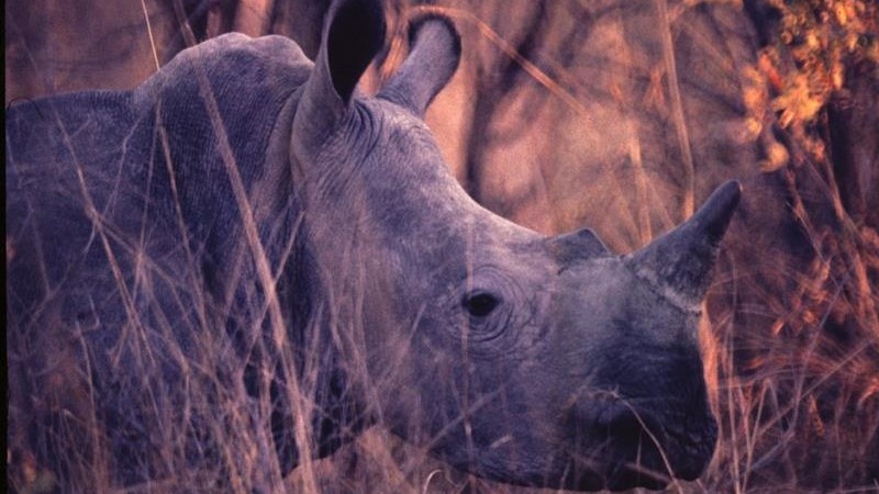 259 rhino poached in first six months of 2022 | News Article