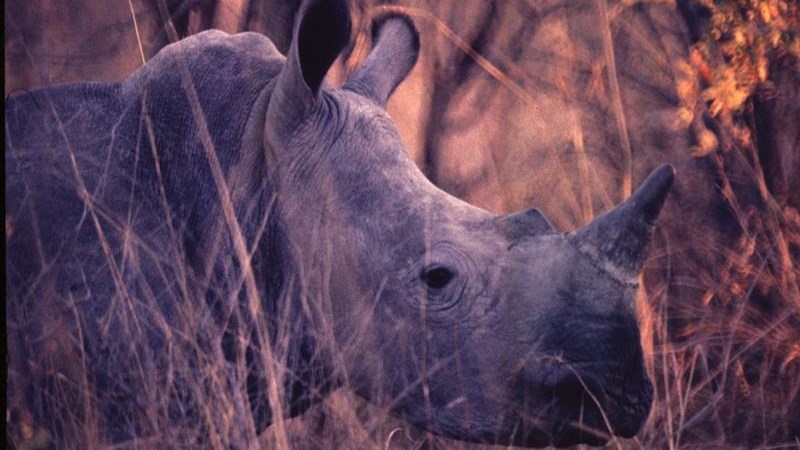 259 rhino poached in first six months of 2022 259 rhino poached in first six months of 2022 | News Article
