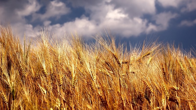 #Agbiz: What the 2022/23 global wheat production dynamics mean for South Africa | News Article