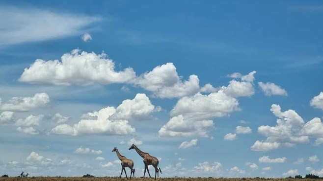 Infeksie eis twee kameelperde in Bloemfonteinse reservaat Infeksie eis twee kameelperde in Bloemfonteinse reservaat | News Article