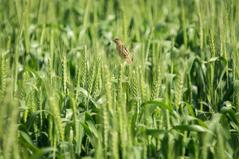 Agri-uur: Jongste Safex-nuus | News Article