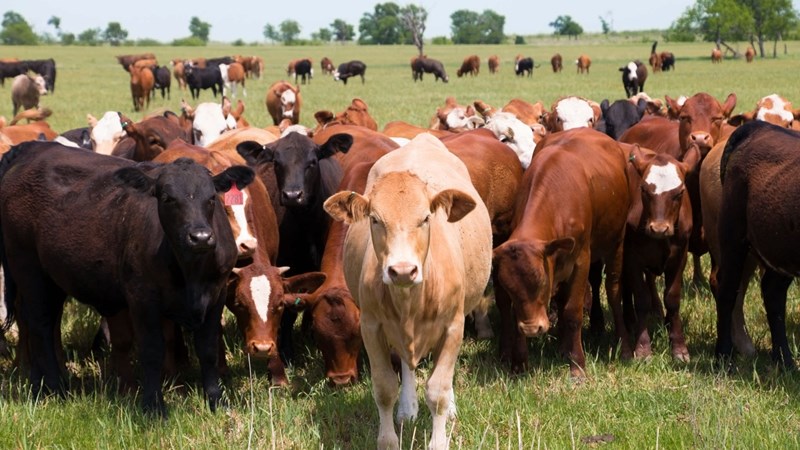 Agri podcast: Livestock industry recovering well despite Foot and Mouth outbreak | News Article