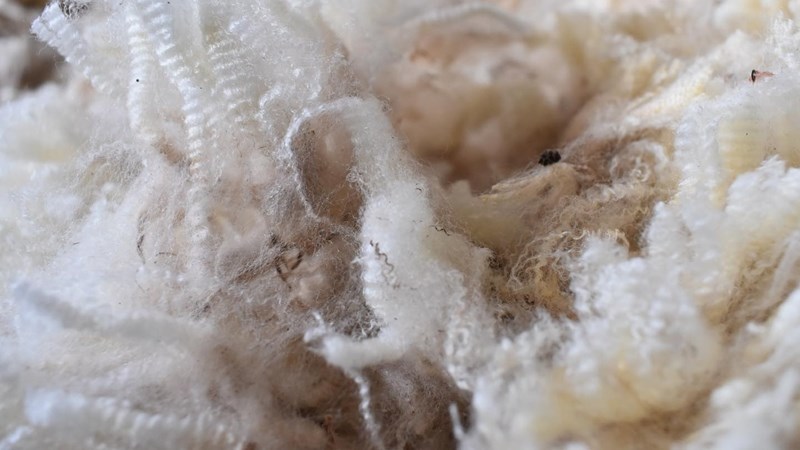 #FMD: Wool industry in conversation with China following ban | News Article