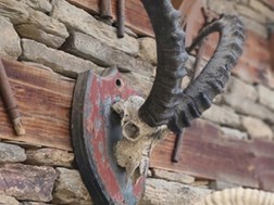 Responsible hunting and trophy handling targets biosecurity | News Article