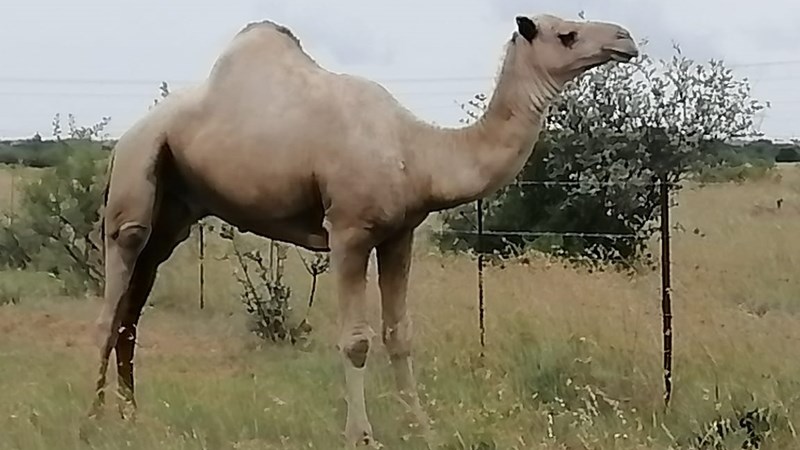 Diversiteit in boerdery sluit kamele in Diversiteit in boerdery sluit kamele in | News Article