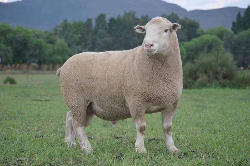 Landbounuus: SA Stamboek sien uit na NAMPO ALFA-deelname | News Article
