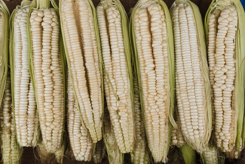 Agri-uur: Jongste Safex-nuus | News Article