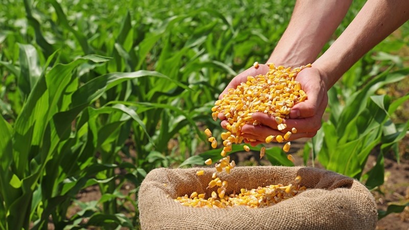 Mielieoes vir 2025 effens laer geskat, maar steeds 14% hoër as verlede jaar Mielieoes vir 2025 effens laer geskat, maar steeds 14% hoër as verlede jaar | News Article