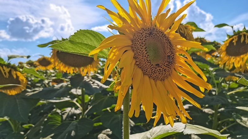 #OFMSakeUur: Goeie graanopbrengs verwag in Noordwes #OFMSakeUur: Goeie graanopbrengs verwag in Noordwes | News Article