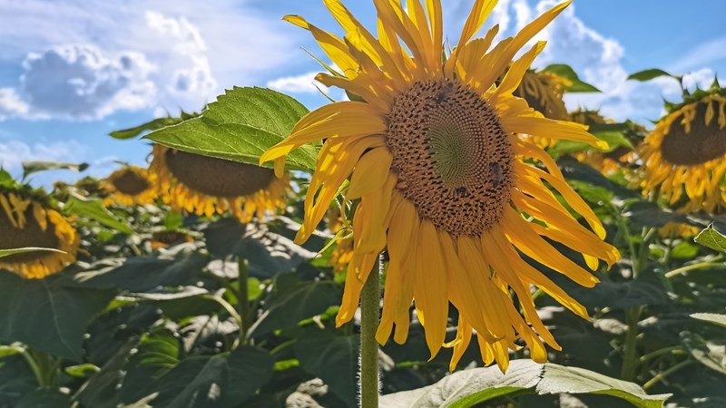 #OFMSakeUur: Goeie graanopbrengs verwag in Noordwes | News Article