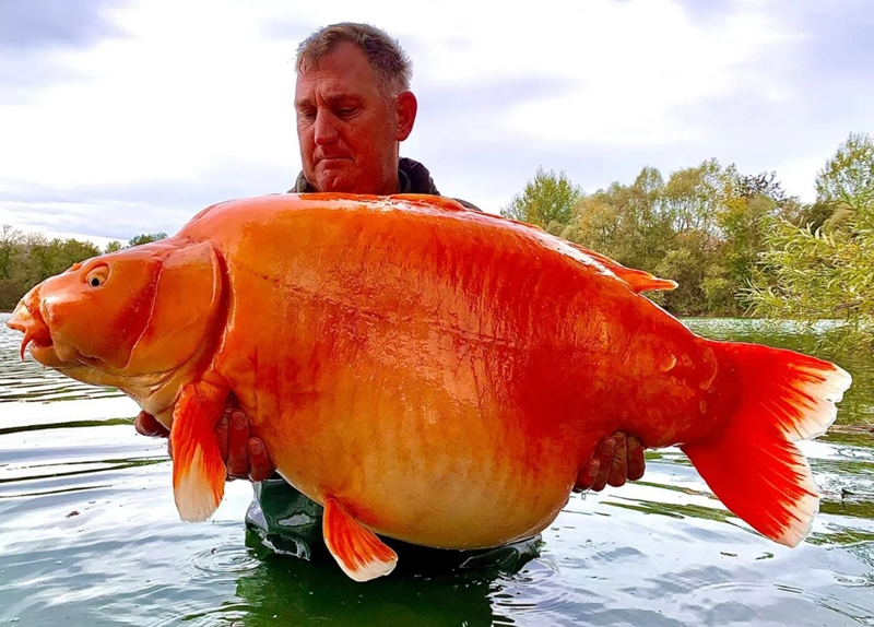 Hengelaar vang goudvis van 30kg | News Article