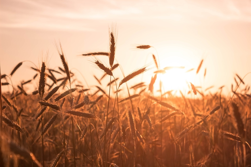 Agri-uur: Jongste Safex-nuus | News Article